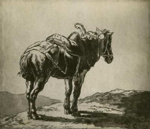 Müller, Friedrich Gesatteltes Pferd