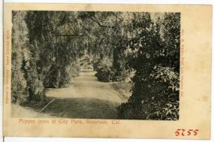 Riverside. Pepper Trees at City Park, Riverside, Cal.