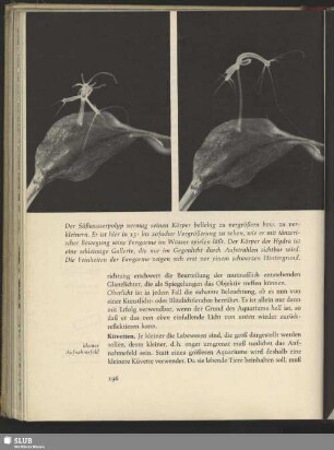 Süßwasserpolyp, Chlorohydra viridissima