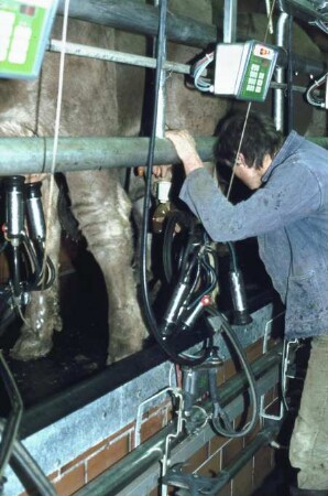 Fotografie: Informationstechnik, Melkstand, Milchmengenmessgerät, Terminal, Hygiene & Pathologie