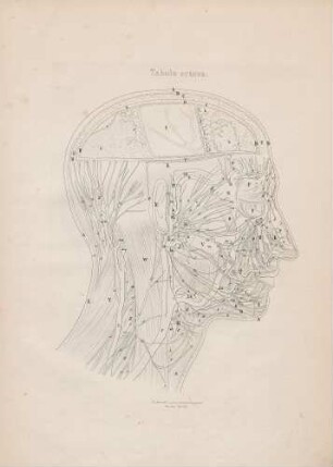 Distributio nervorum faciei, colli et cervicis sub musculis subcutaneis faciei, musculo subcutaneo colli et cucullari (Lineartafel)