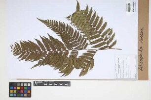 Alsophila incana (H.Karst.) D.S.Conant