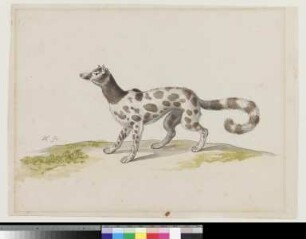 Schleichkatze (Viverridae)