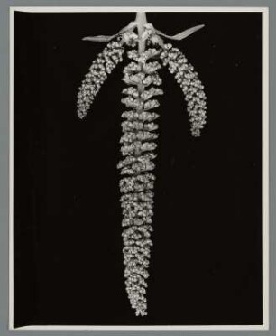 Ambrosia, Blütenstand einer wilden amerikanischen Pflanze (Ambrosia artemisiifolia)