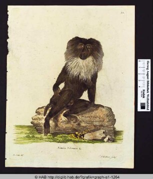 Simia Silenus L.