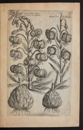 Taf. 51. [Lilium martagon]