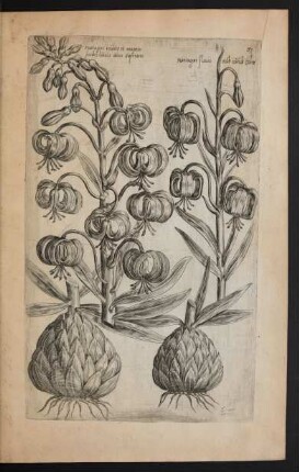 Taf. 51. [Lilium martagon]