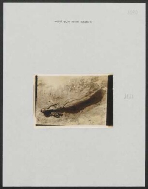 Arica: Mumien