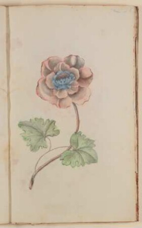 Mohn [aus einem Skizzenbuch der Marianne Franziska Seiffert von Klettenberg]