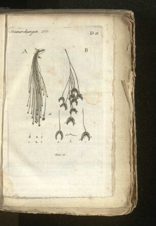 Bemerkungen 1777.