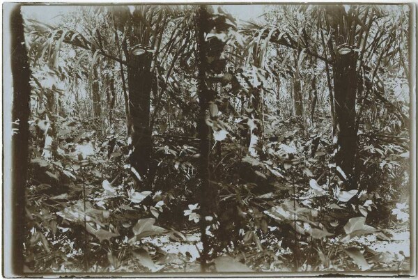 "Forest study" at the foot of the Serra da Conceição