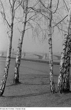 Zeppelinbrücke, im Vordergrund mehrere Birken