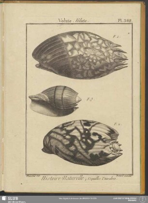 Pl. 388. Volute. Voluta