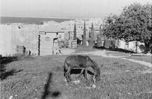 Reisefotos Mittelmeer. Ortsteilansicht mit grasendem Esel
