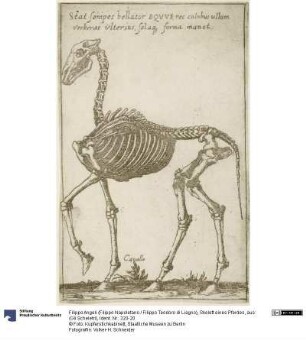 Skelett eines Pferdes, aus: (Gli Scheletri)