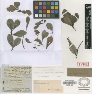 Bumelia cubensis Griseb.[syntype]