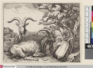 [Schlafender Hirte mit zwei Ziegenböcken, im Vordergrund ein Kürbis; Goats]