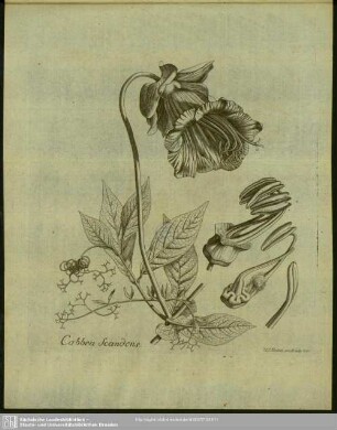 Cobbea Scandens