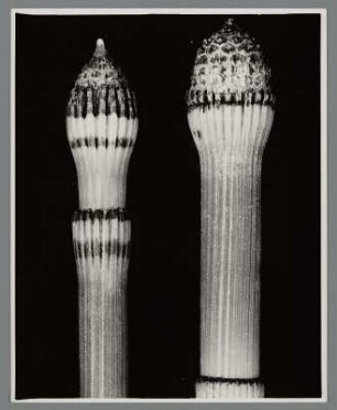 Schachtelhalm, junge Sprossen im Frühling (Equisetum hiemale)