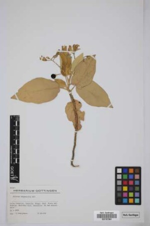 Solanum vespertilio Aiton