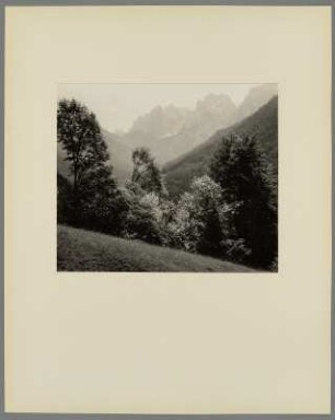 Wald im Kaisergebirge