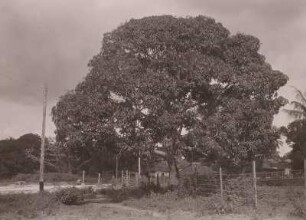 Alter Mangobaum, Dar es Salaam : Tanganyika Territory (heute: Tansania). Dar es Salam, Alter Mangobaum, 1936