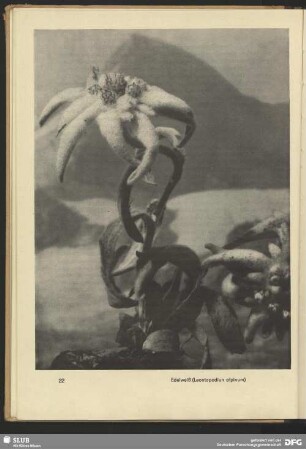 Edelweiß (Leontopodiun alpinum)