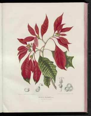 Poinsettia pulcherrima
