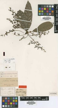 Goeppertia multiflora Miq. [type]