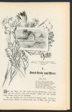 V. Durch Heide und Moor.