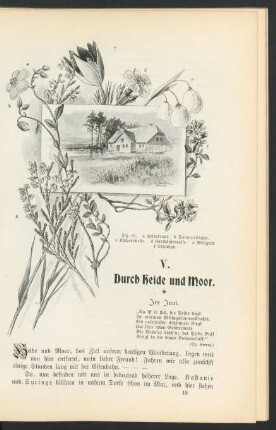V. Durch Heide und Moor.