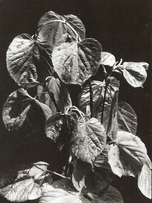 Sommerlinde (Tilia platyphyllos). Zweige