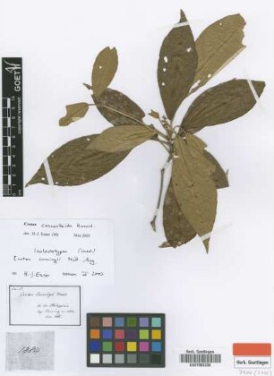 Croton cumingii Müll.Arg. [isolectotype]