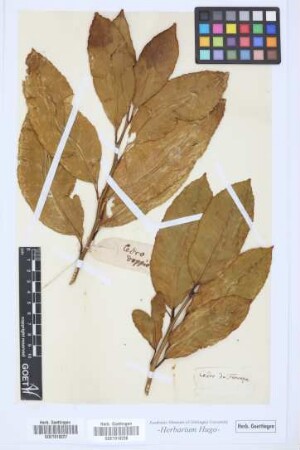 Cedro