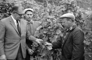 Ihringen: Durch Spritzmittel vertrocknete Trauben, mit Winzer im Weinberg