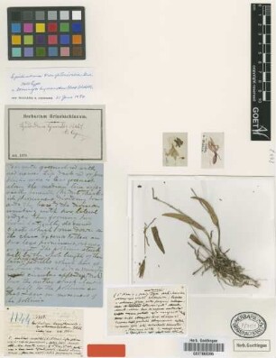 Epidendrum broughtonioides Griseb. [holotype]