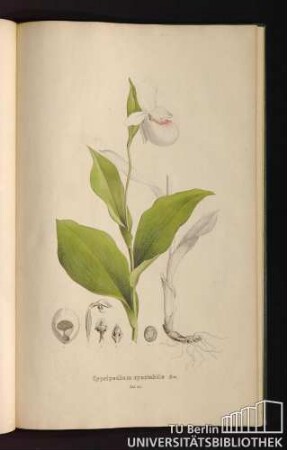 Tab. 65. Cypripedium spectabile Sw.