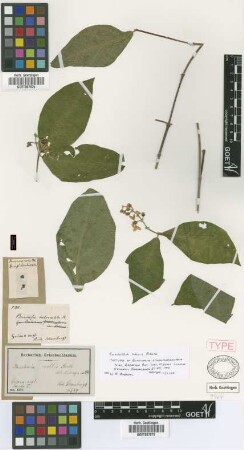 Bunchosia mollis Benth.