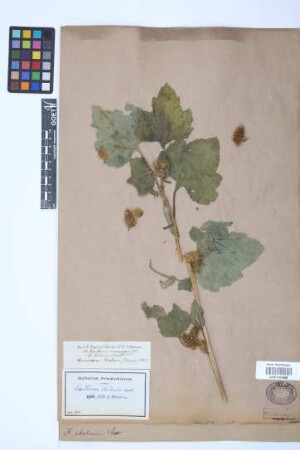 Xanthium italicum Moretti