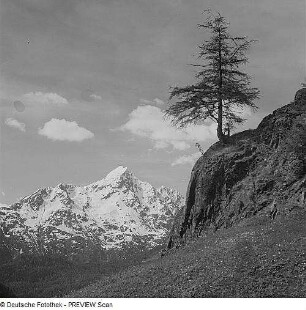 Bäume in den Alpen