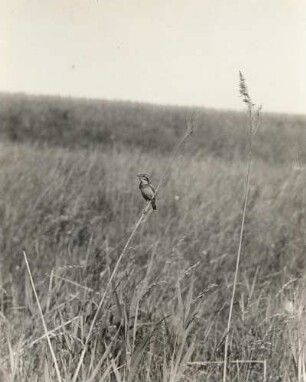 Europa. Braunkehlchen (Saxicola rubetra). Weibchen
