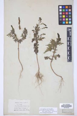 Ambrosia artemisiifolia L.