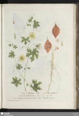 La Pomme de Merveille