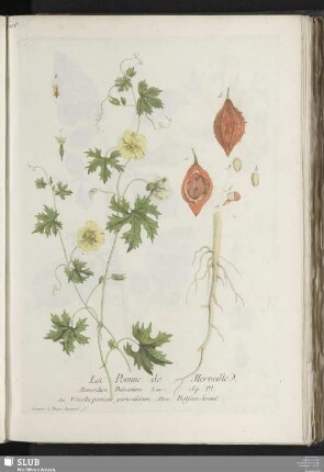 La Pomme de Merveille