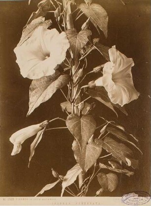 Trichterwinde (Ipomoea Pandurata), Botanischer Garten, Florenz