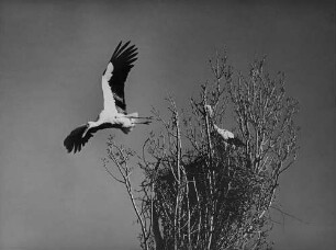 Archivfotografie "motive_tiere_wild_stoerche_17889"