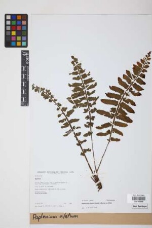 Asplenium alatum Willd.