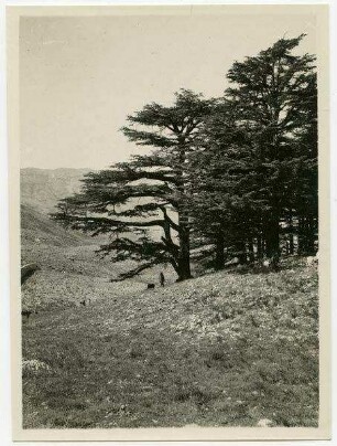 Zedern auf Libanon