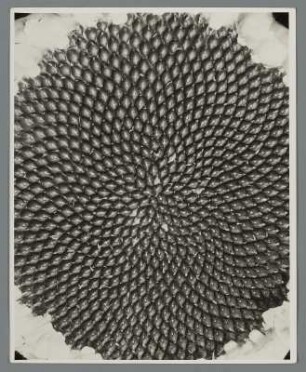 Sonnenblume, Blütenboden mit Samen (Helianthus annuus)