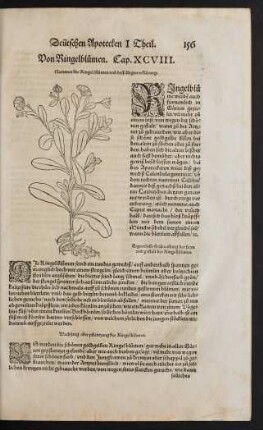 Von Ringelblumen. Cap. XCVIII.